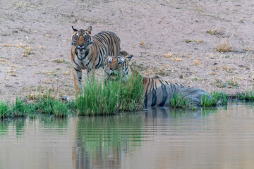 Naklejka na ściany i meble Tiger, Bengal Tiger and his subadult cub (Panthera tigris Tigris) near a lake in Bandhavgarh National Park in India. Reflection in the water. 