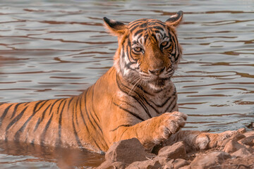 Fototapeta na wymiar A tiger , Bengal Tiger (Panthera tigris Tigris) is refreshing itself ia a pond during a hot summer day. Ranthambore National Park in India. Reflection in the water. 