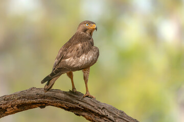shikra (Accipiter badius)  also called the little banded goshawk on a branch. Bandhavgarh National...