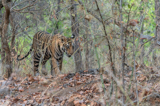 Tiger, Bengal Tiger (Panthera tigris Tigris), walking in Bandhavgarh National Park in India                               
