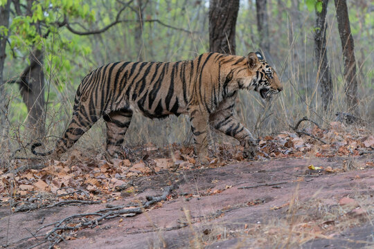 Tiger, Bengal Tiger (Panthera tigris Tigris), walking in Ranthambore National Park in India           