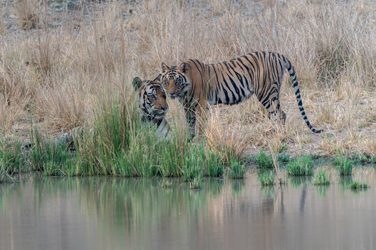  Tiger, Bengal Tiger and his subadult cub (Panthera tigris Tigris) near a lake in Bandhavgarh National Park in India. Reflection in the water.       