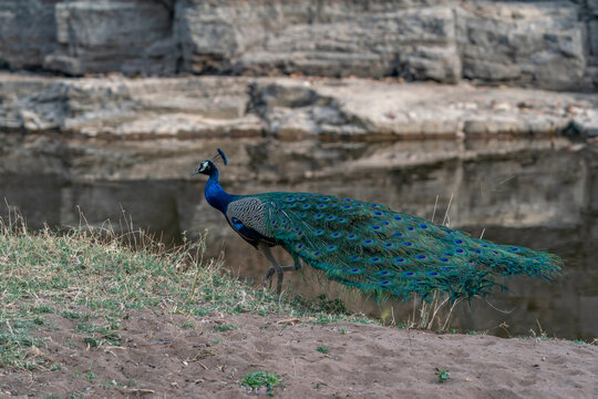 Indian peafowl or male peacock (Pavo cristatus) in a forest at ranthambore national park India.