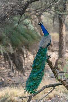 Indian peafowl or male peacock (Pavo cristatus) on a branch in a forest at ranthambore national park India.
