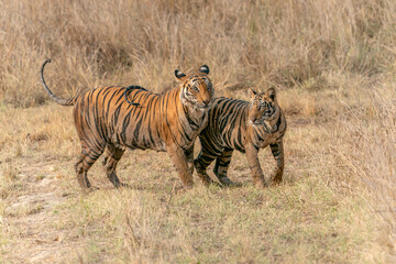 Female Tiger, Bengal Tiger and her subadult cub (Panthera tigris Tigris)  Bandhavgarh National Park in India.                                