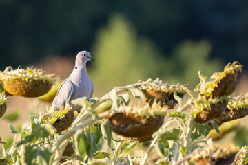 Pigeons eat sunflower seeds