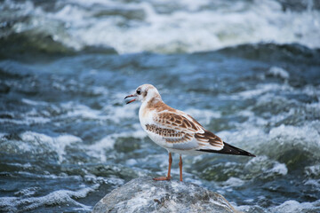 Seagull chick stands on stone middle stormy stream river water.