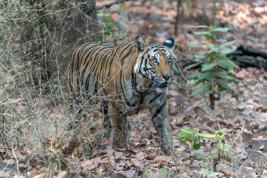 Tiger, Bengal Tiger (Panthera tigris Tigris), walking in Bandhavgarh National Park in India                                                                                             