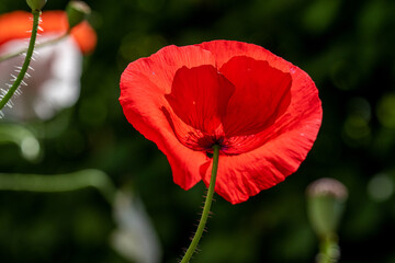 Obraz premium Closeup of stamen, stigma, filament of a blooming red poppy flower..