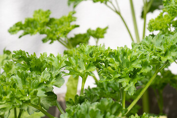 Fresh and green ripe parsley in the sun.