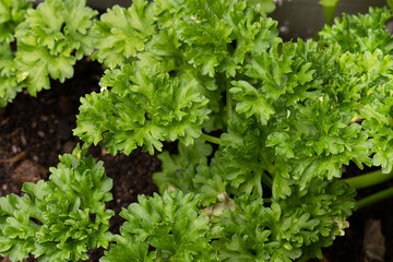 Fresh and green ripe parsley in the sun.