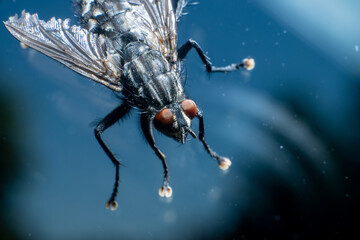 Macro photo of a housefly Musca domestica. - obrazy, fototapety, plakaty