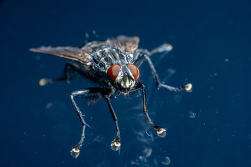 Macro photo of a housefly Musca domestica.