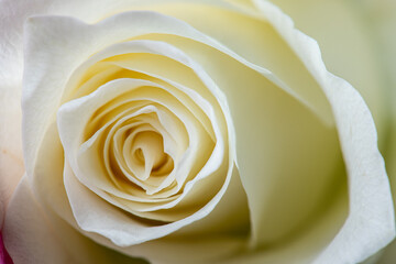 Closeup photo of white roses.