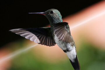 hummingbird in flight