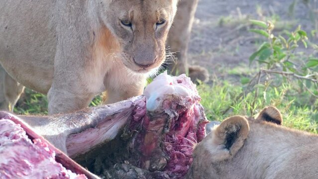 Two lionesses gnaw at the bones of a dead animal. Close-up of a lion's mouth riding a piece of Buffalo meat he caught on a morning hunt in the wild African savannah in the Ngorongoro National Reserve.