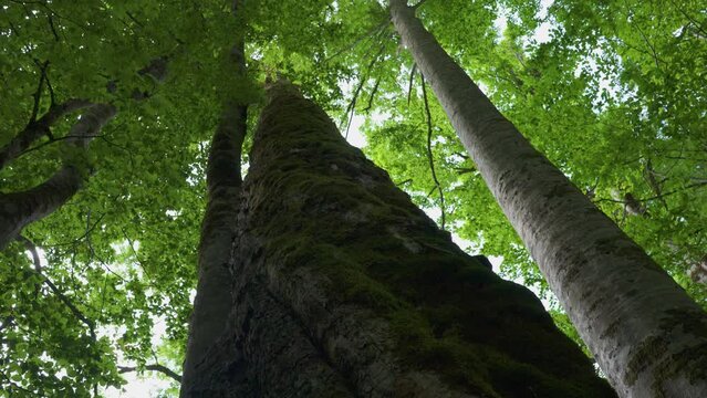 Biogradsko lake and its surroundings