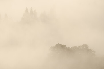 Sweet chestnut Castanea sativa and forest of Canary Island pine Pinus canariensis in the fog at...