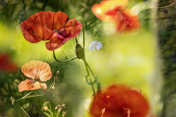 poppy flowers in the field