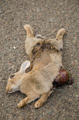 European rabbit Oryctolagus cuniculus run over. Las Cumbres Protected Landscapes. Gran Canaria. Canary Islands. Spain.