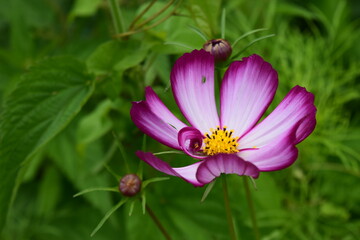 Cosmos flower on green background