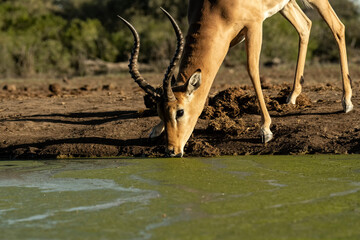Impala (Aepyceros melampus) at waterhole in Mashatu Game Reserve;  Botswana;  Africa
