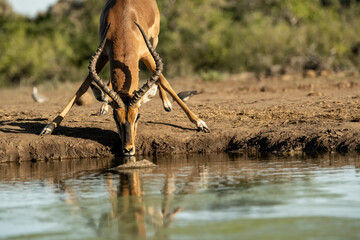 Impala (Aepyceros melampus) at waterhole in Mashatu Game Reserve;  Botswana;  Africa