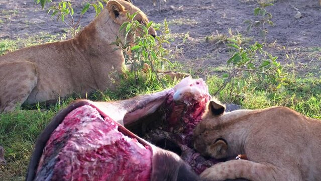 The lions take turns nibbling at the carcass of the slain beast. Lioness eating Buffalo meat in African savannah wildlife in Ngorongoro National Reserve, Tanzania, Africa.