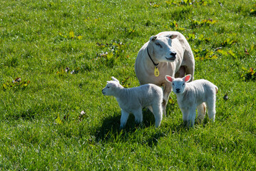 Texel, Netherlands, March 2022. Sheep with newborn lambs in the meadow.