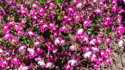 Purple Lobelia flowers in the garden, background.