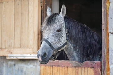 Grey spotted Arabian horse in his wooden stable box - detail on head only