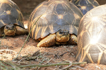 Radiated tortoises -  Astrochelys radiata - critically endangered tortoise species, endemic to Madagascar, walking on sandy ground, closeup detail