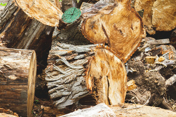 The problem of deforestation. Export of timber from the country.