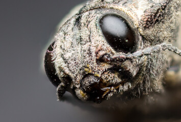 close-up portrait Chalcophora mariana (Buprestidae, Coleoptera), macro photography in the wild