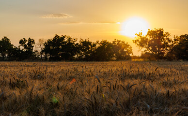 Road passes through wheat field with crop, against backdrop of valley of Rhodope Mountains and sunset sky