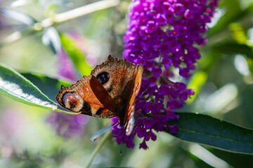 Butterfly on flower