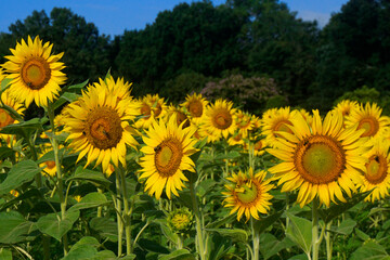 Row of sunflowers being visited by bumble bees