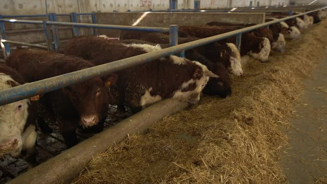 Meat farm, herd of cattle.
Simmental cattle eat feed. Cattle breeding.
