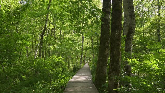 Biogradsko lake and its surroundings