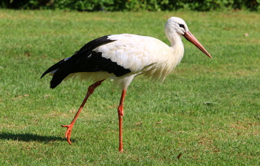 The stork walks on a green glade.