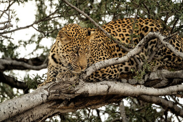 Leopard (Panthera pardus) in tree in Mashatu Game Reserve;  Botswana;  Africa