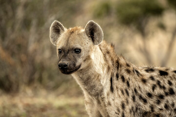Spotted hyena (Crocuta crocuta) in Mashatu   Botswana   Africa
