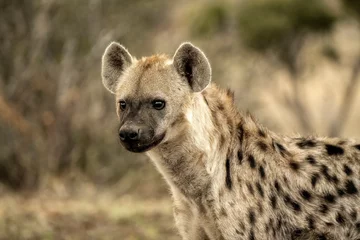 Muurstickers Gevlekte hyena (Crocuta crocuta) in Mashatu  Botswana  Afrika © Tom