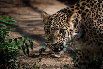 A leopard showing its teeth, aggressive