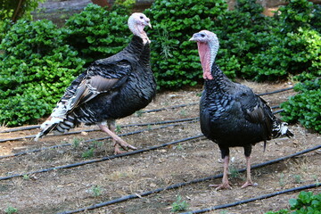A big turkey lives in a city park.