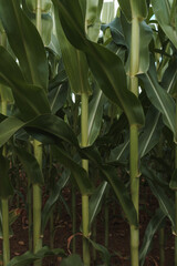 Macro close up of field of maze or corn. Fresh green farm crop growing in summer in the UK