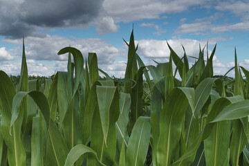 Landscape orientation image of the top of a maze or cornfield. Blue sky background filled with...