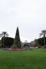 Phoenix, Arizona - 25 Feb 2018 - Christmas tree in garden of Arizona Biltmore Hotel