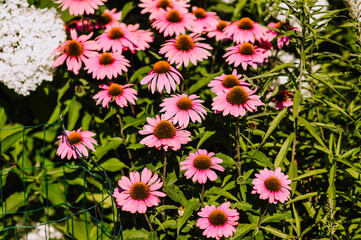 Lots of beautiful pink echinacea flowers close up. Photography of nature.