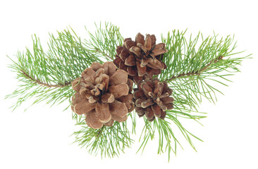 Pine cone and branch of fir tree. Christmas and New Year decor. Winter holidays design elements....